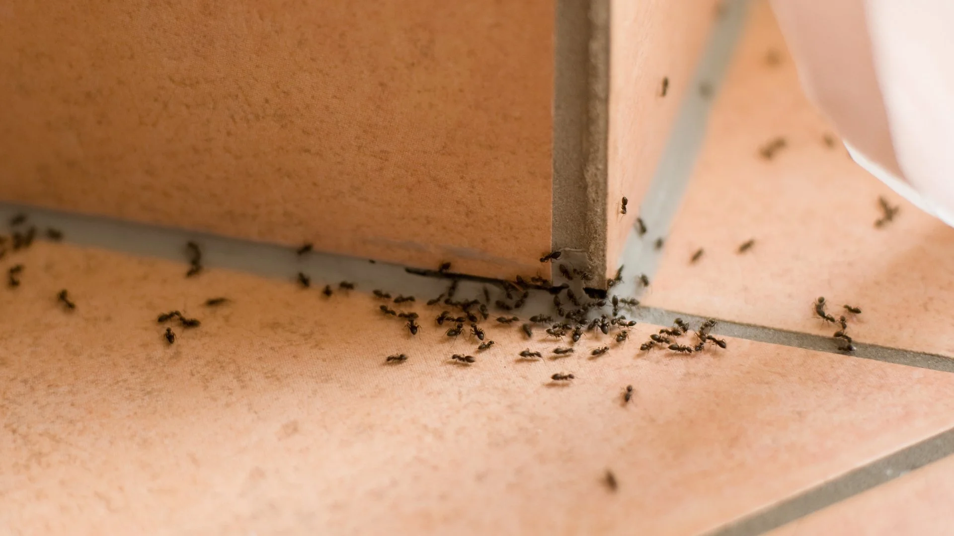 What to Do if You Have an Ant Infestation in Your Indoor Space