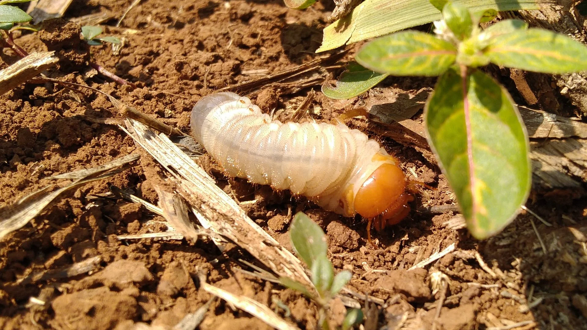 Why Is Your Lawn Attracting Grubs?