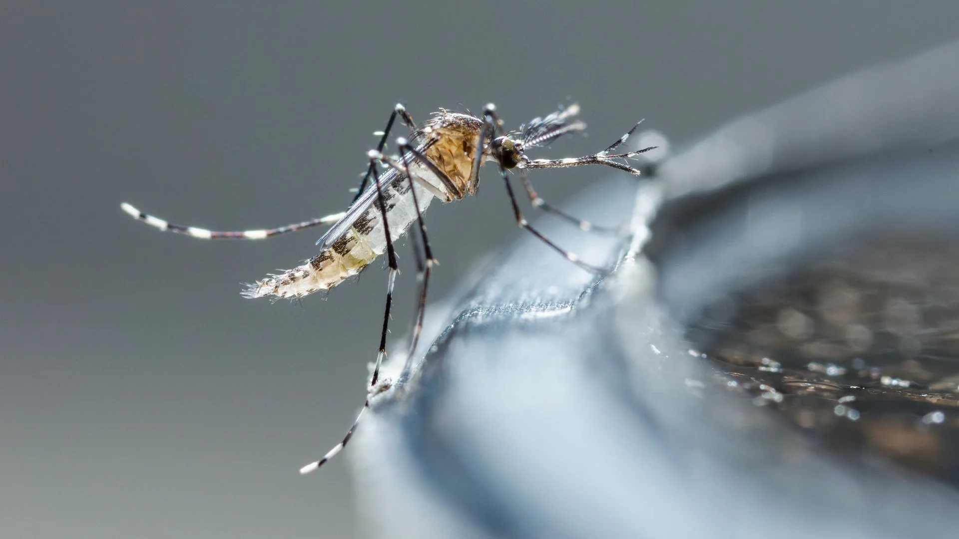 How to Prevent Your Water Feature From Becoming a Mosquito Hotspot