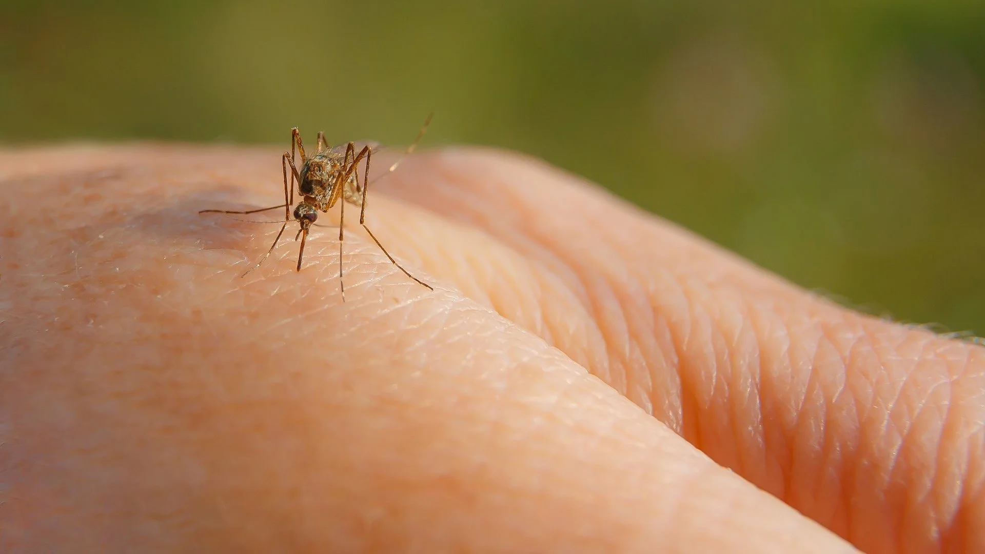 How to Make Mosquito Bites a Problem of the Past