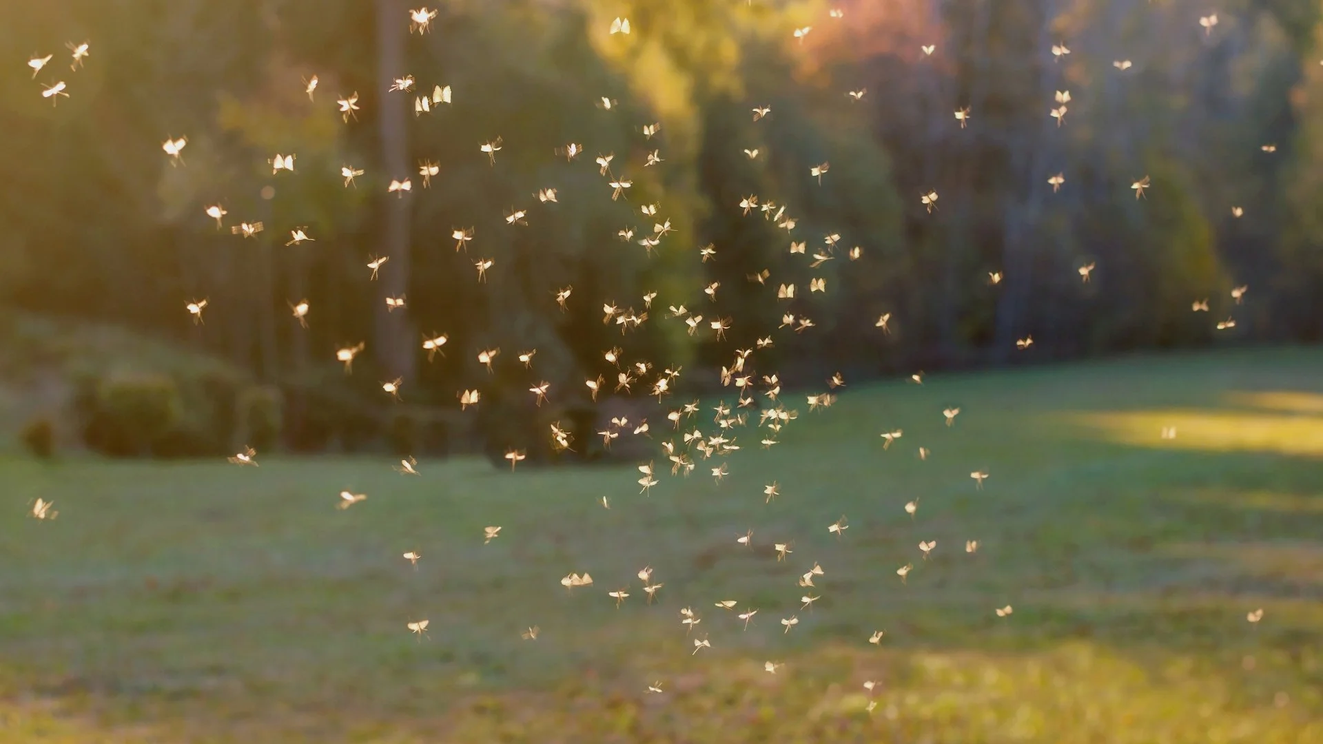 Will Citronella Candles Actually Keep Mosquitoes Away?