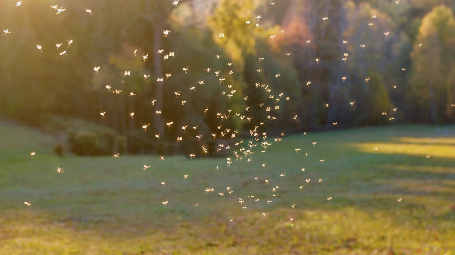 DIY Mosquito Control Will Likely Lead to Poor Results - Hire Pros