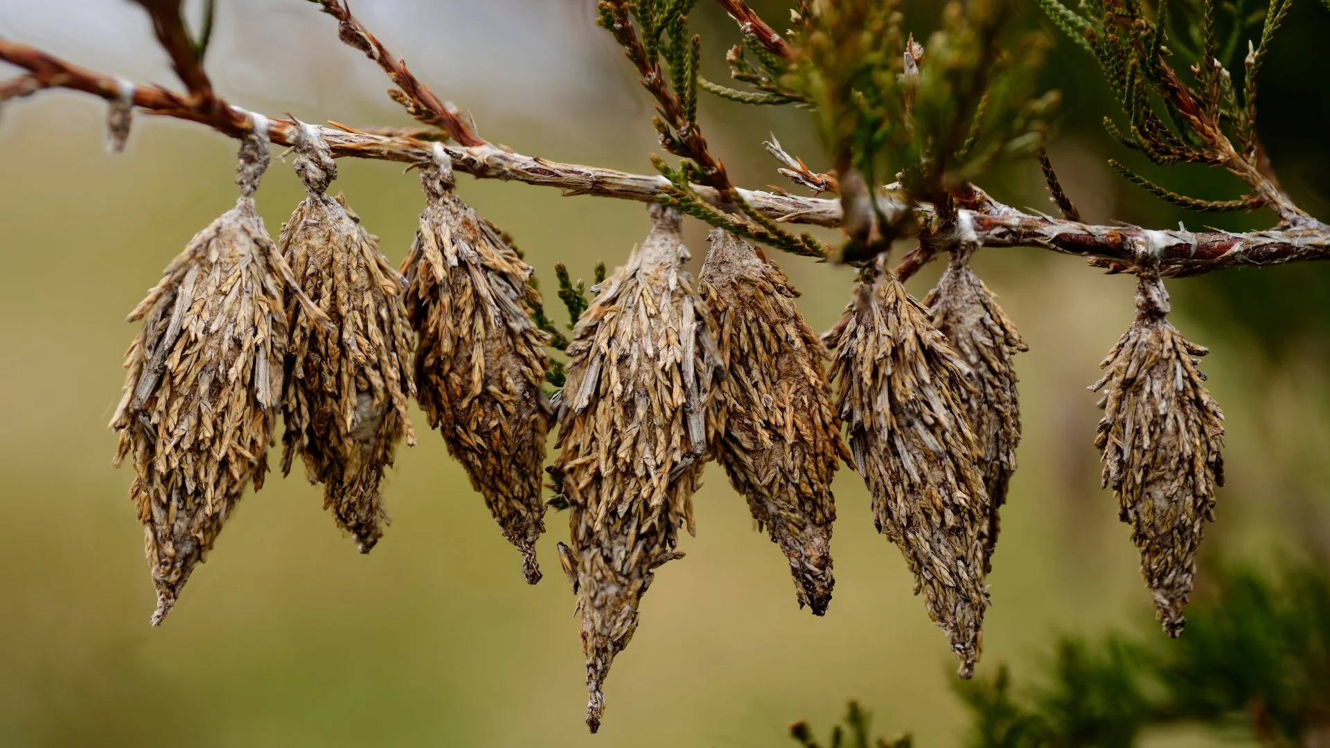What Are Bagworms & How Do They Harm Trees & Shrubs?