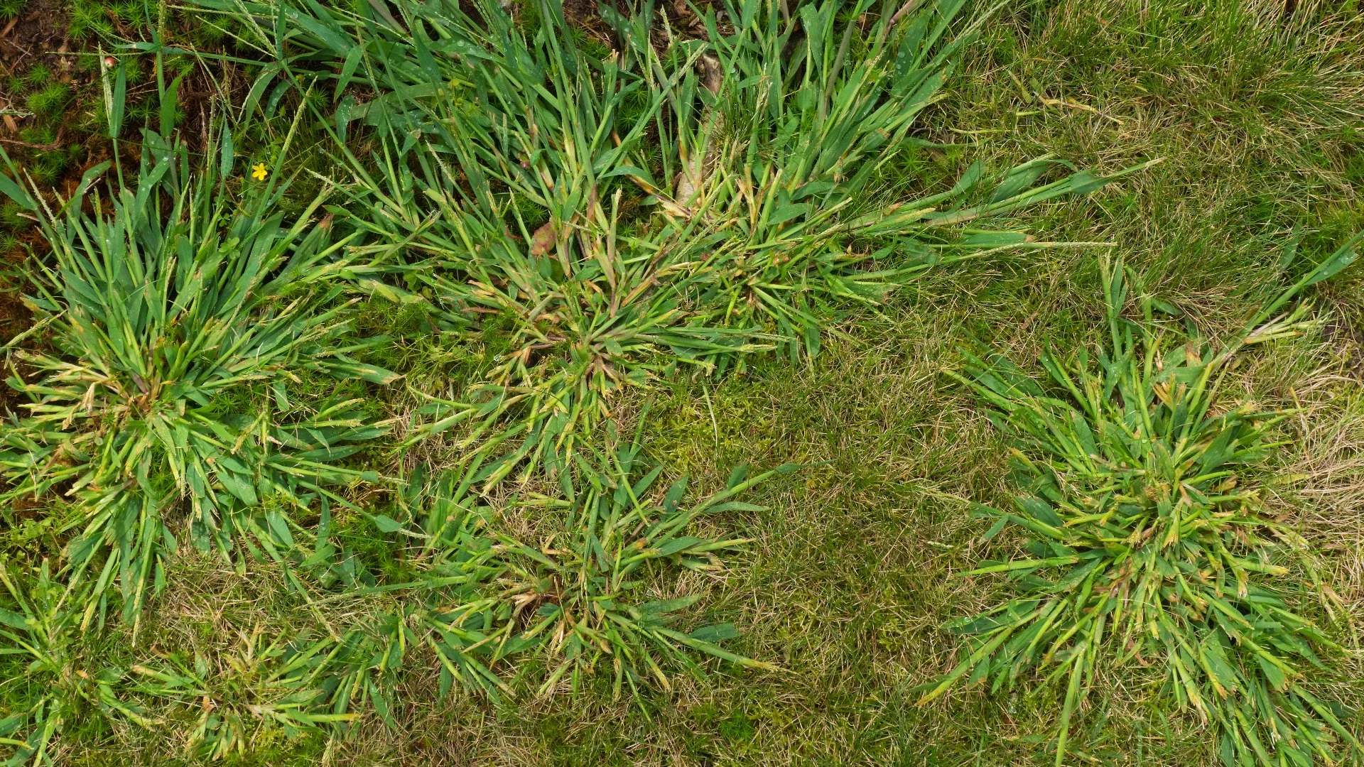 What Are Annual vs Perennial Weeds?