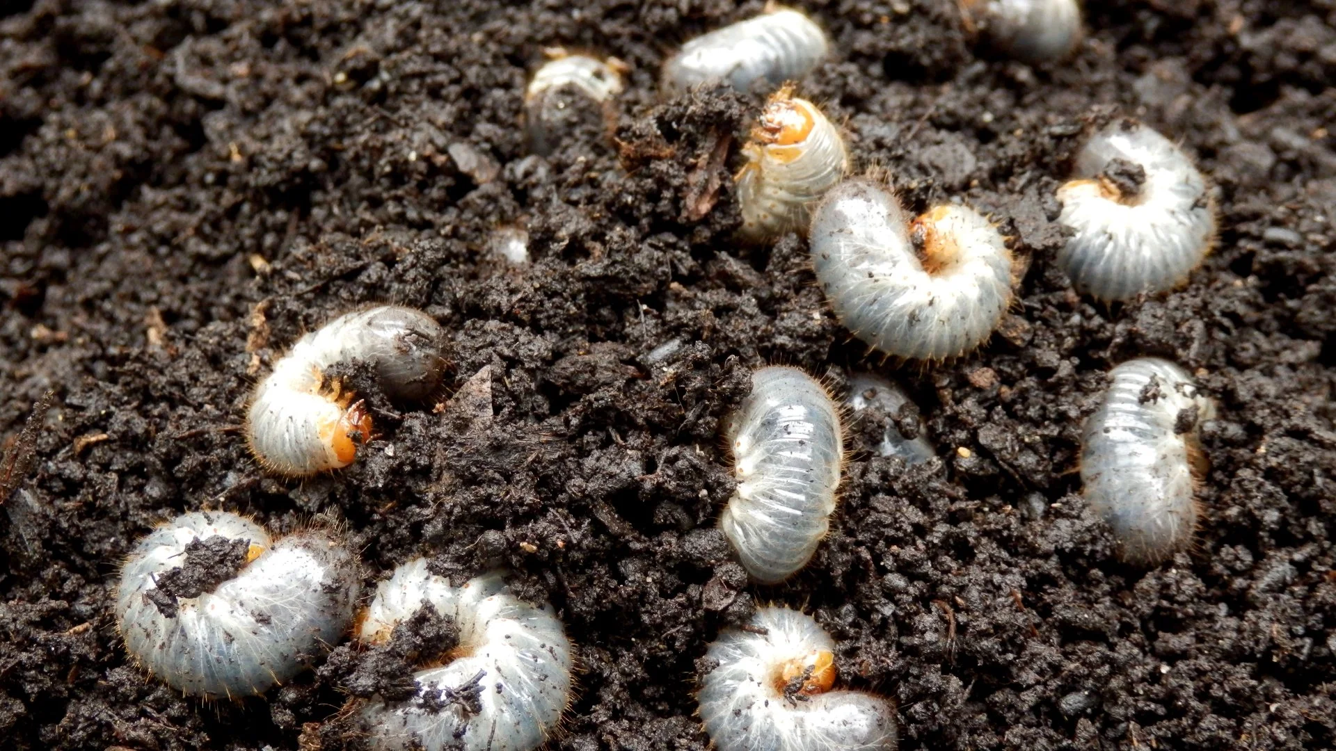 Does Your Lawn Need Grub Control?