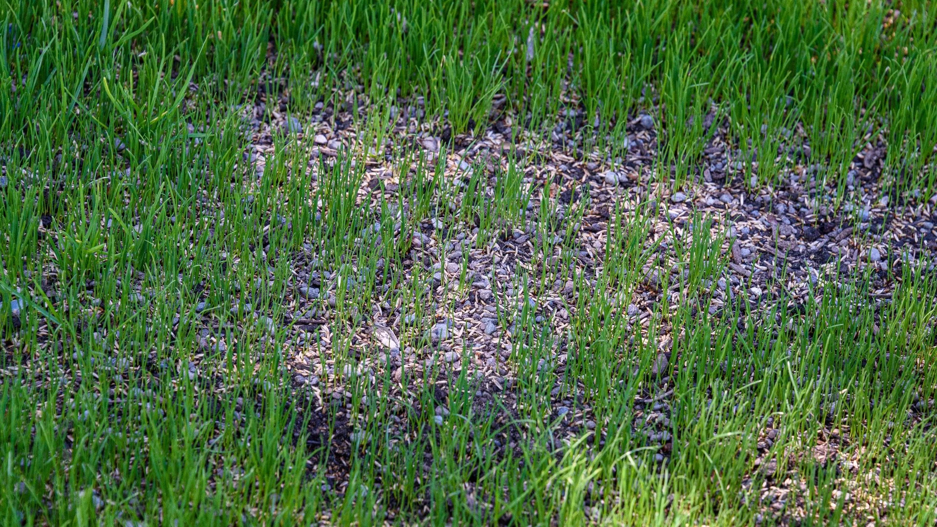 Will Grass Seed Grow if You Just Throw It on Your Lawn?