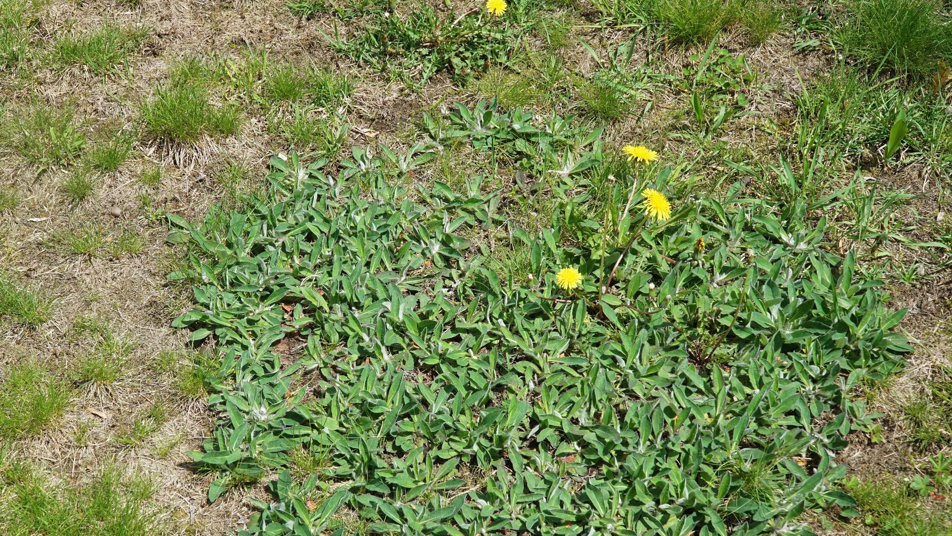 Killing Any Weeds on Your Lawn Before Overseeding Is a Must!