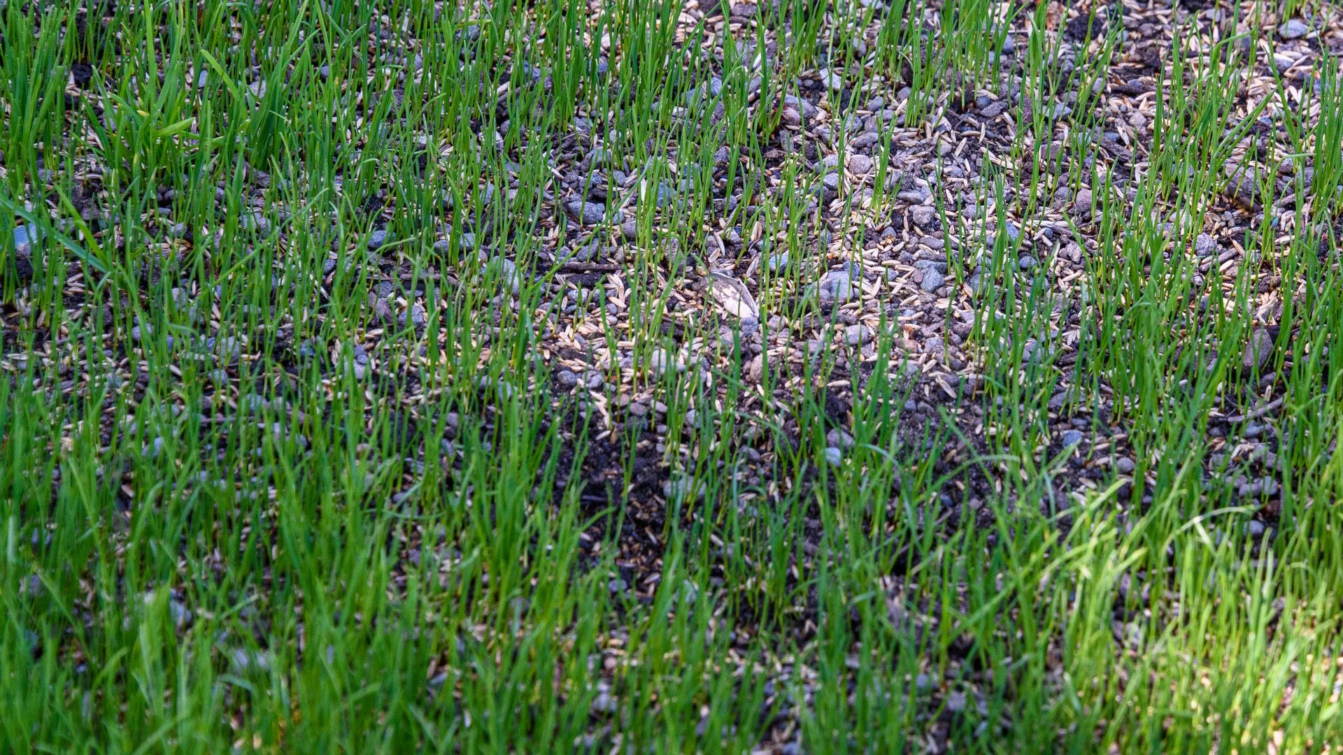 How Long Should You Wait to Mow Your Lawn After Overseeding?