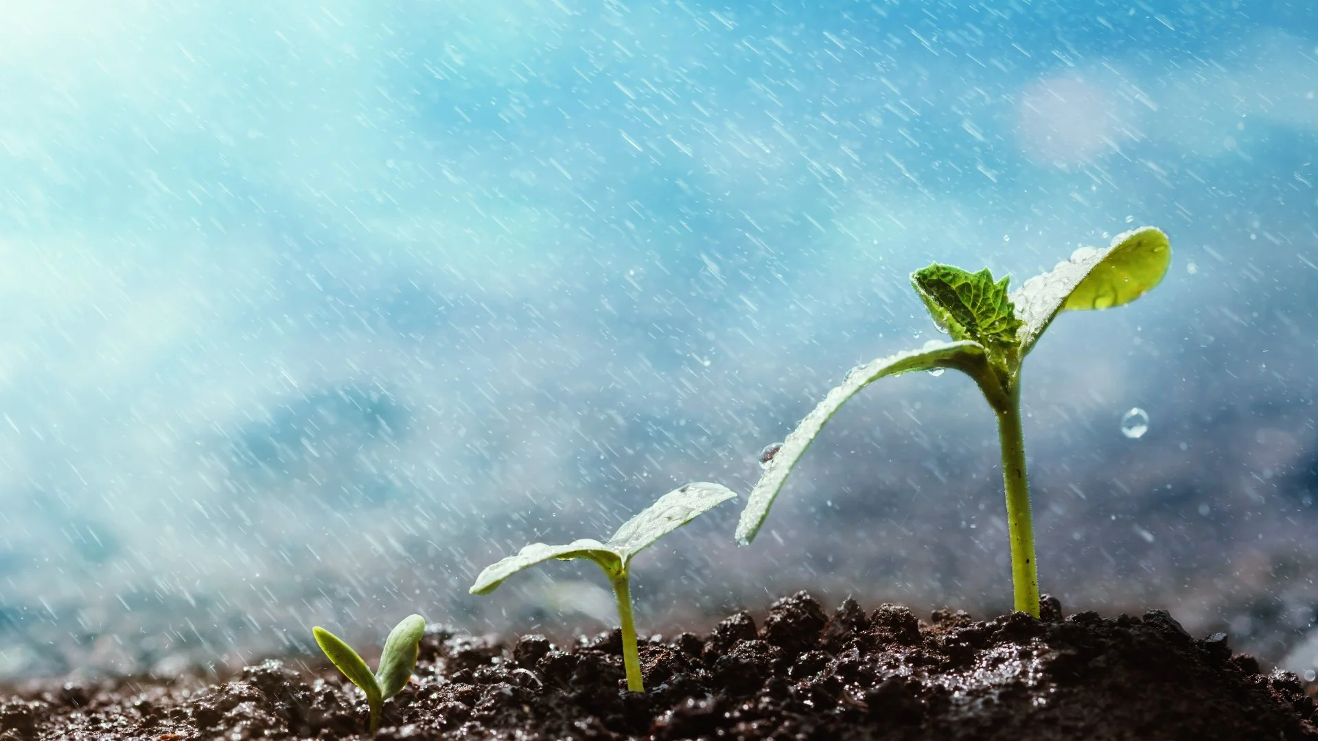Help the Seeds Thrive by Following This Watering Schedule After Overseeding