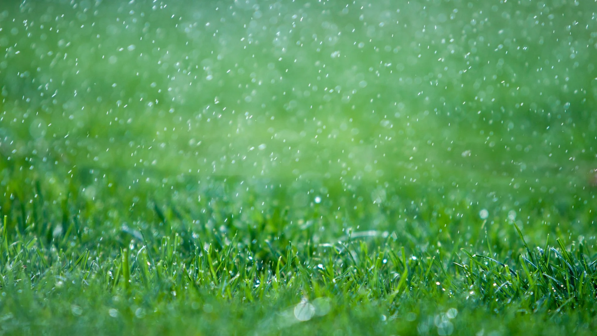 Fertilizing Your Lawn Before vs After Rainfall - Which Is Ideal?
