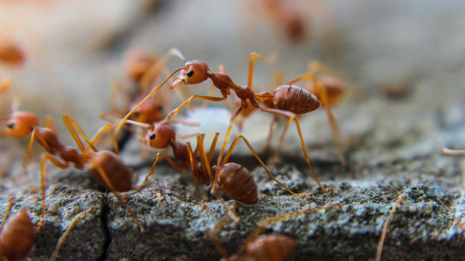 Red ants crawling along a concrete patio near Mansfield, Ohio.