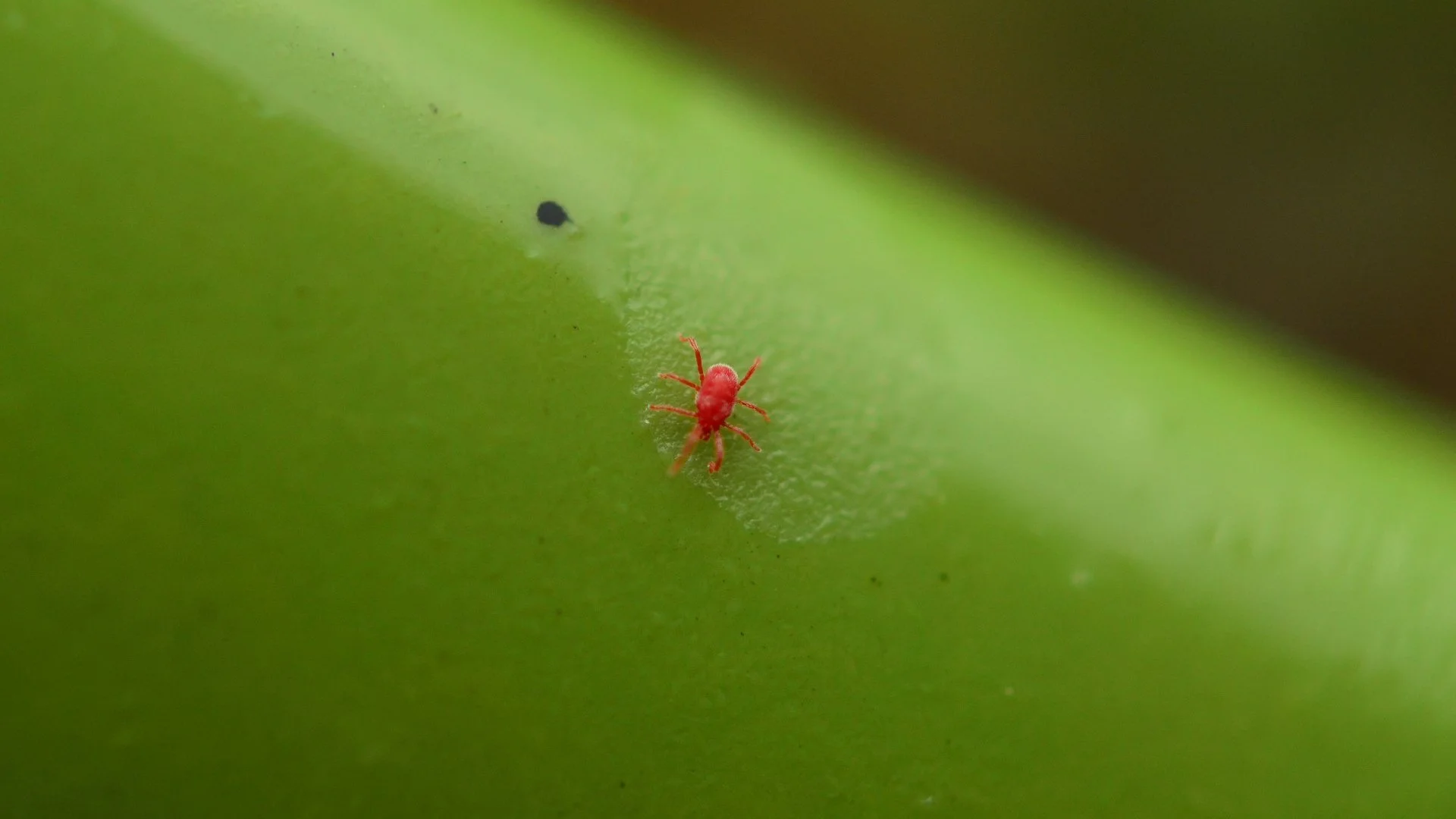 Where Do Chiggers Typically Live?