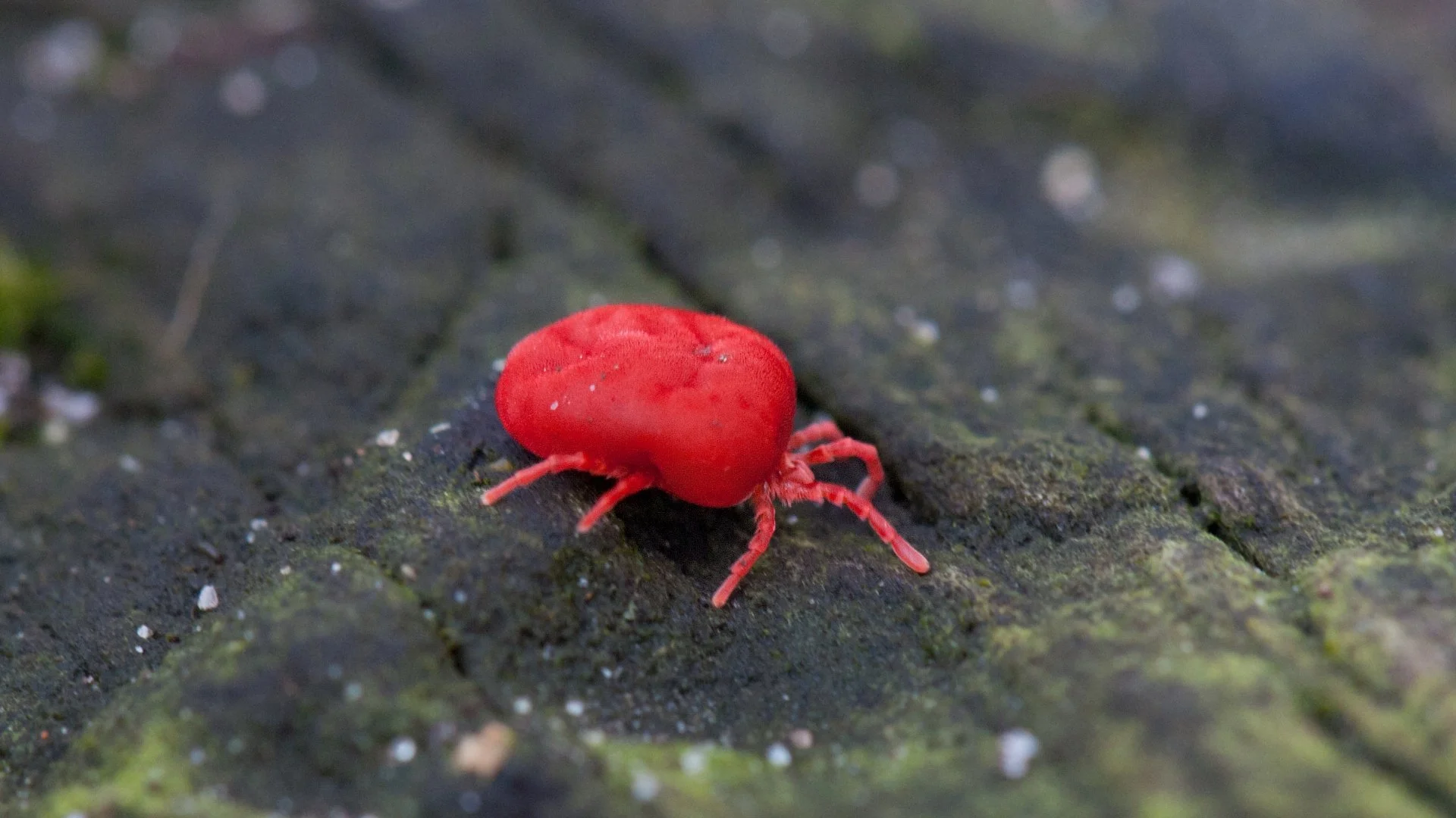 Ways to Deter Chiggers From Infesting Your Lawn