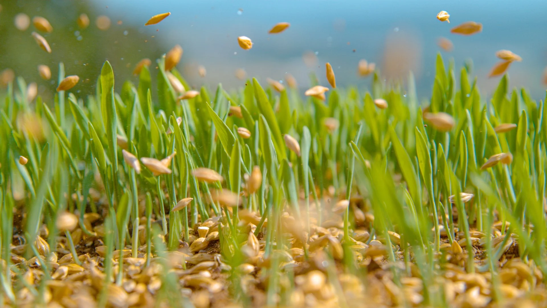 How Long Should You Stay Off Your Lawn After Overseeding It
