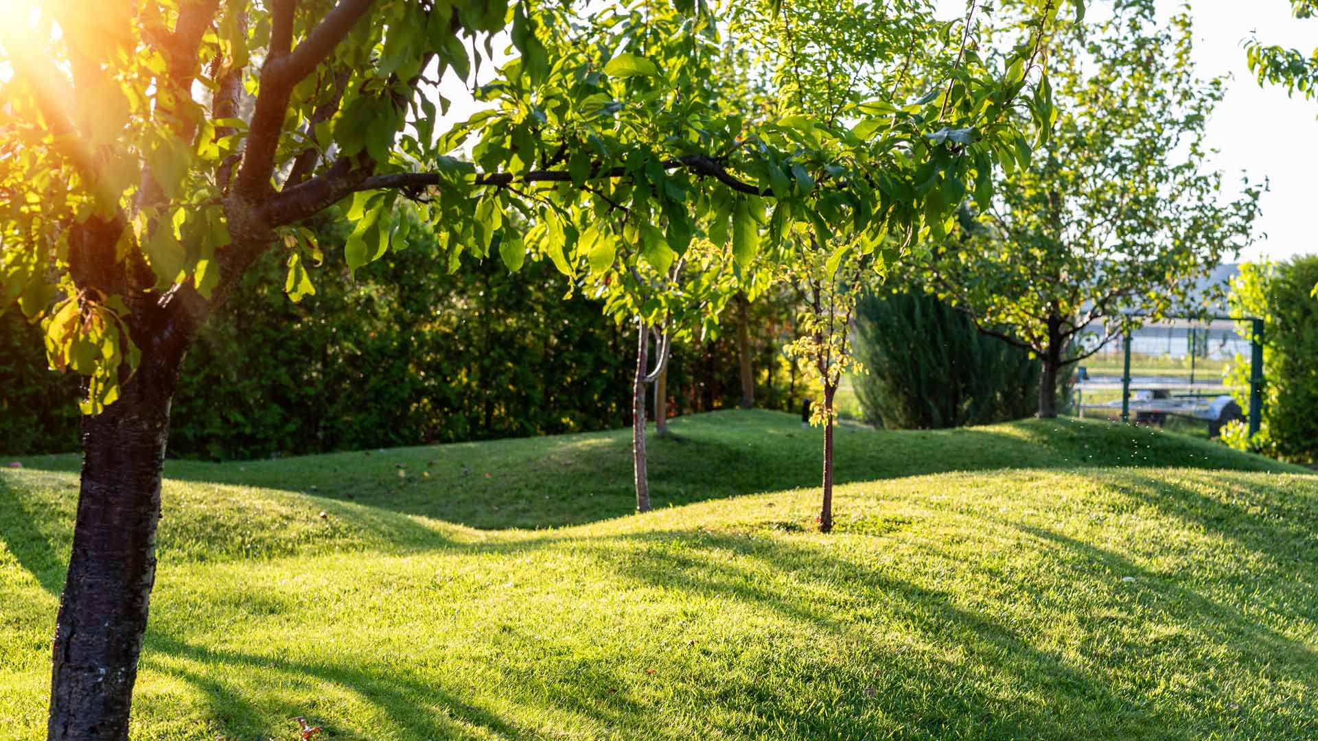 How to Keep Your Trees & Shrubs in Tip-Top Condition Throughout the Year