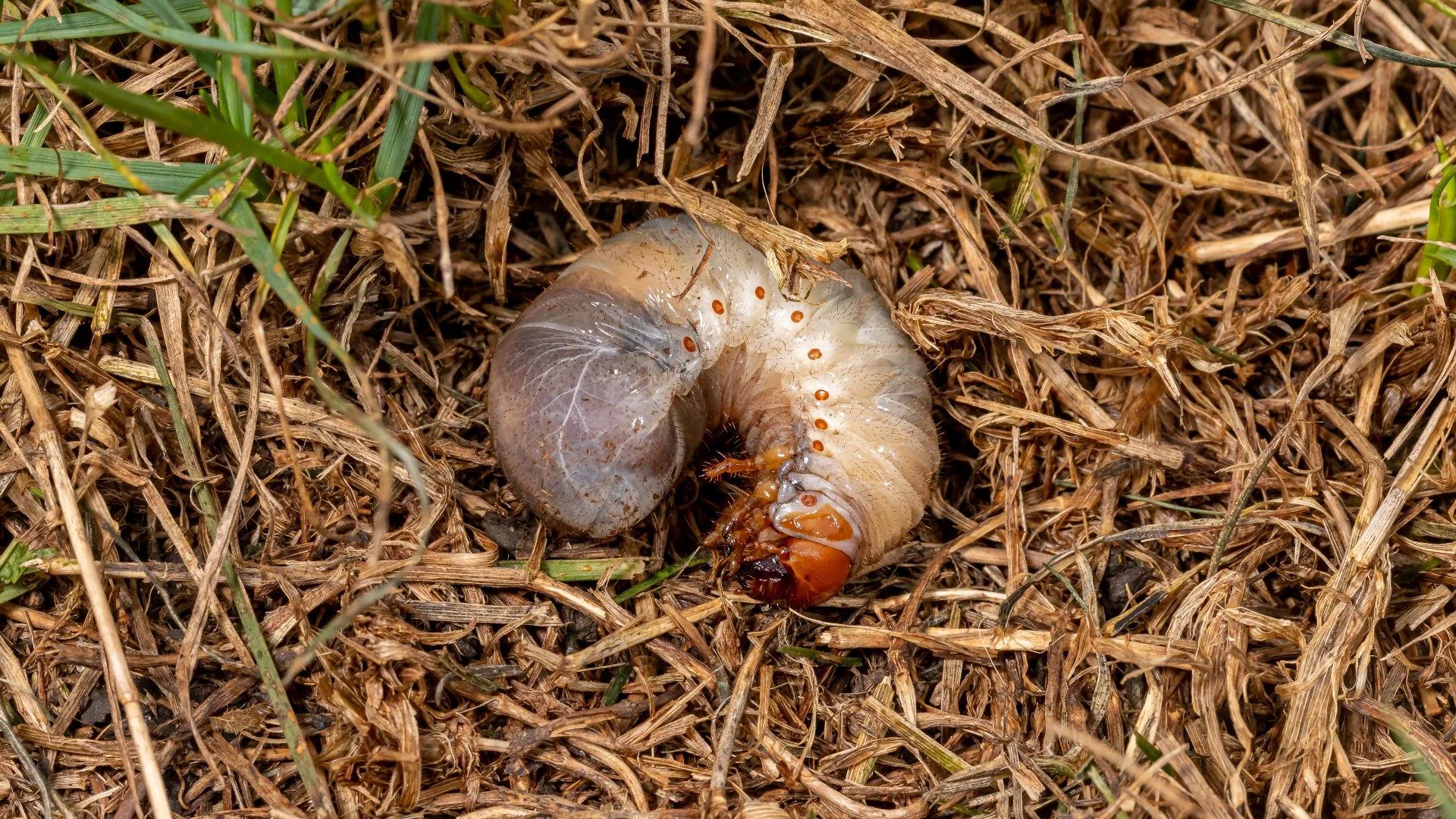 Do Grubs Go Away Naturally Without Treatment?
