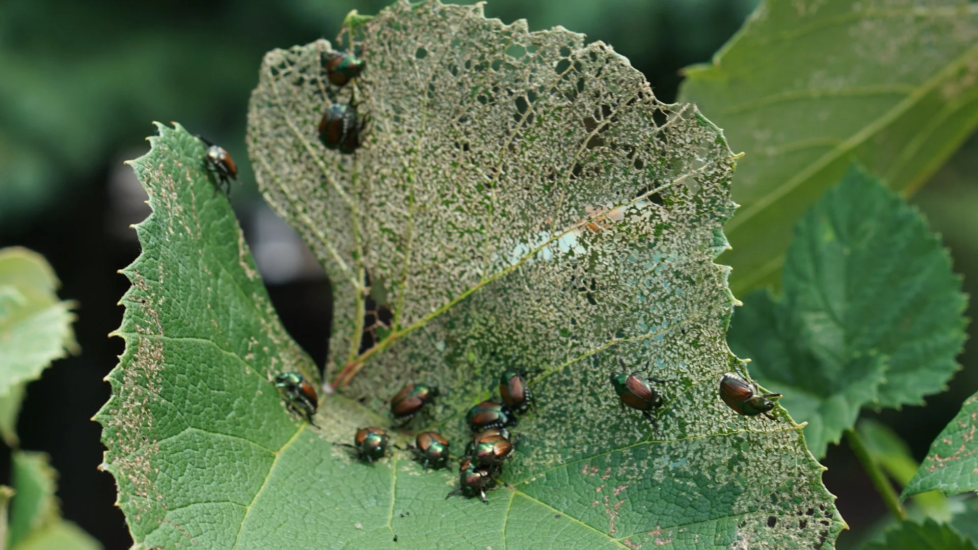 Japanese Beetles: A Dangerous & Invasive Plant Insect!