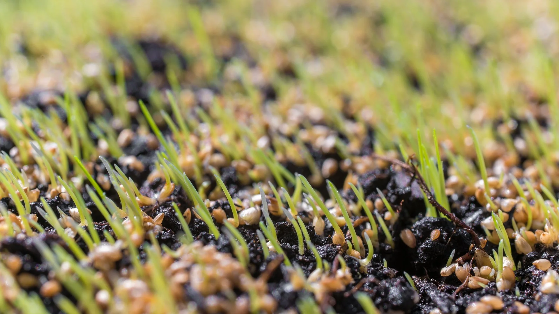 Should You Do Anything After Overseeding to Help the Seeds Grow?