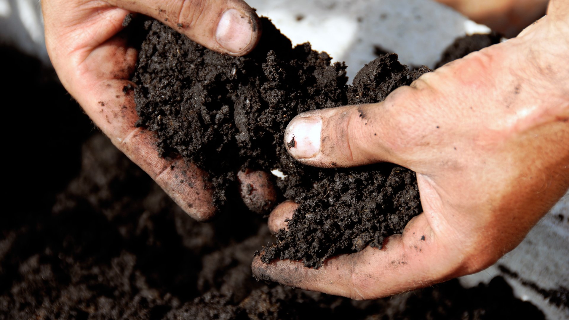 What Does It Mean if Your Soil Is Acidic & What Should You Do About It?