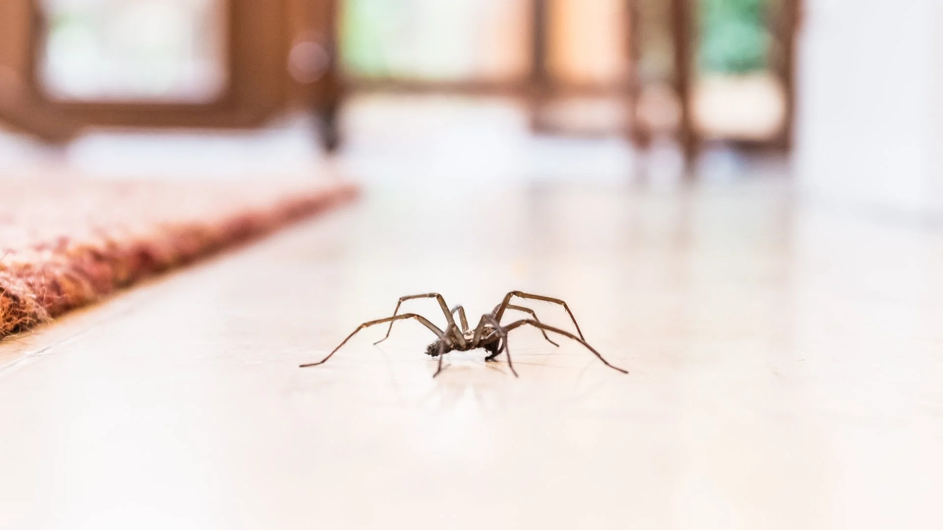 How to Protect Your Indoor Space From Unwanted Pests