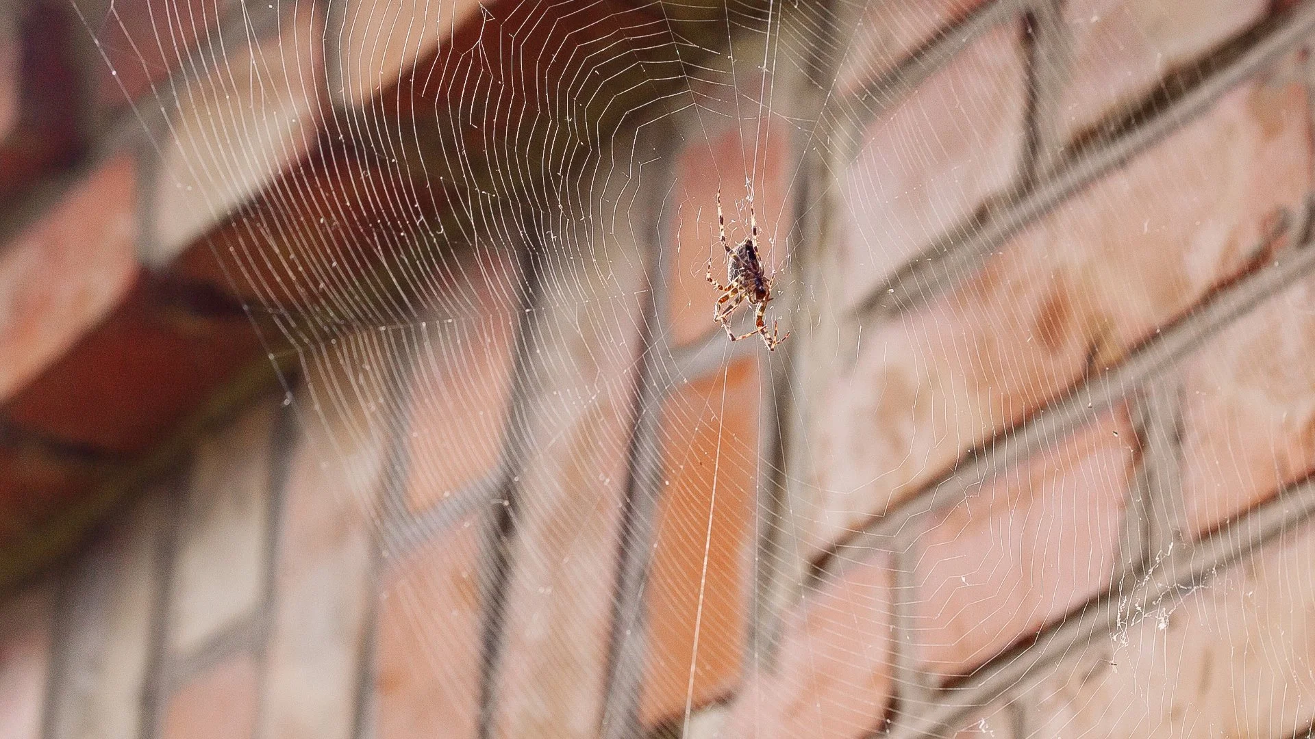 How Often Should Perimeter Pest Control Treatments Be Applied?