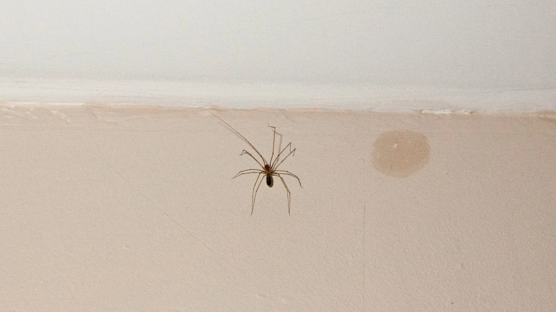 What Attracts Spiders to Your Indoor Space?