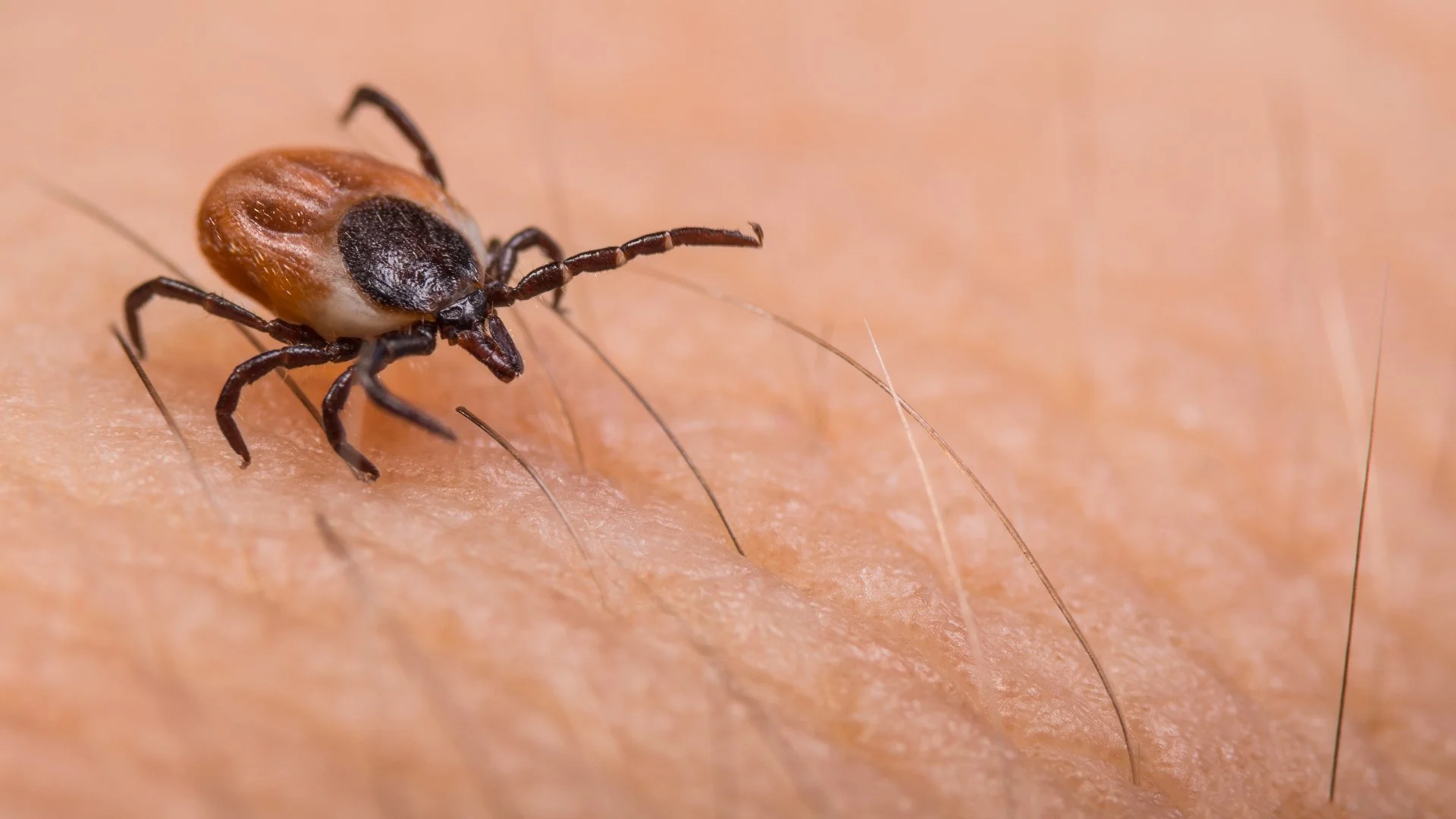 Stay Alert: Ticks Are an Expanding Concern in Ohio