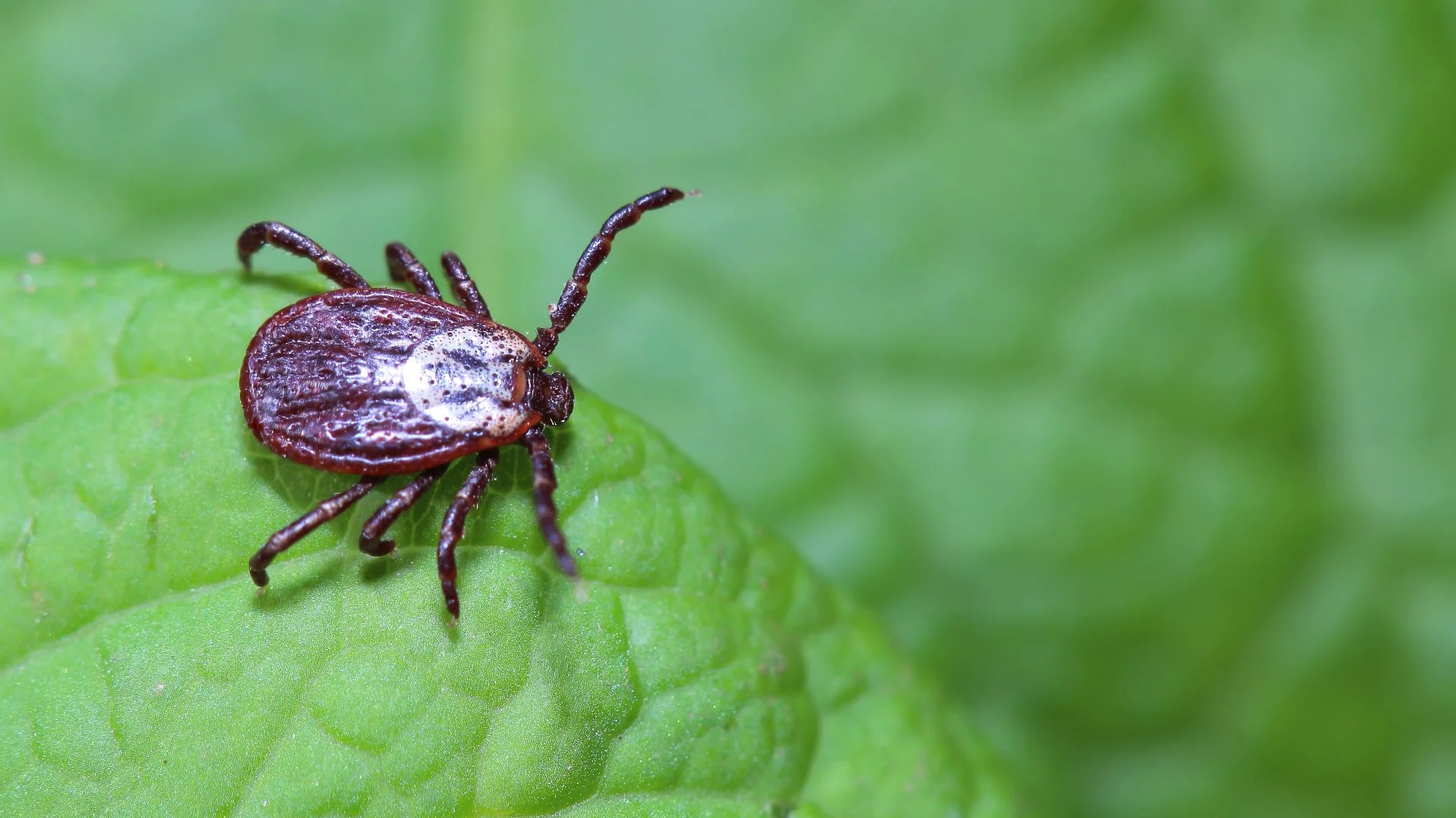 3 Types of Ticks Common in Mansfield, OH