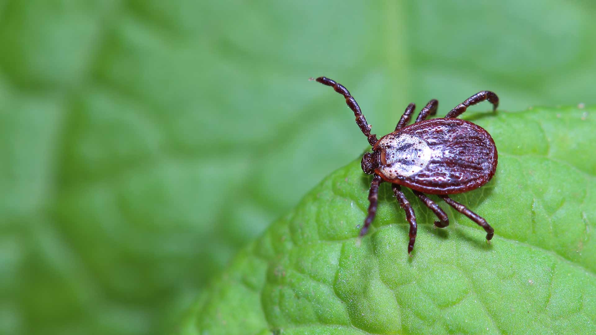 Tick spotted on a leaf in Mansfield, Ohio.