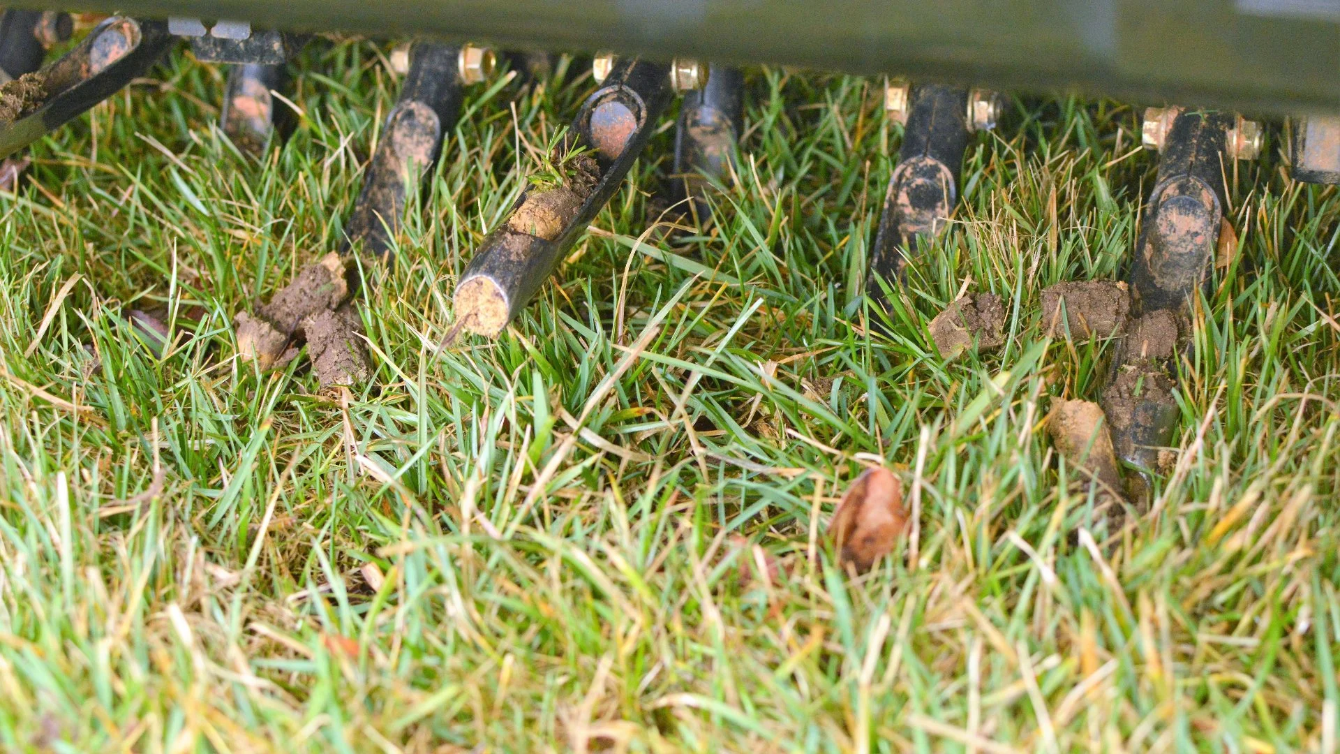 What to Do After Your Lawn Has Been Aerated