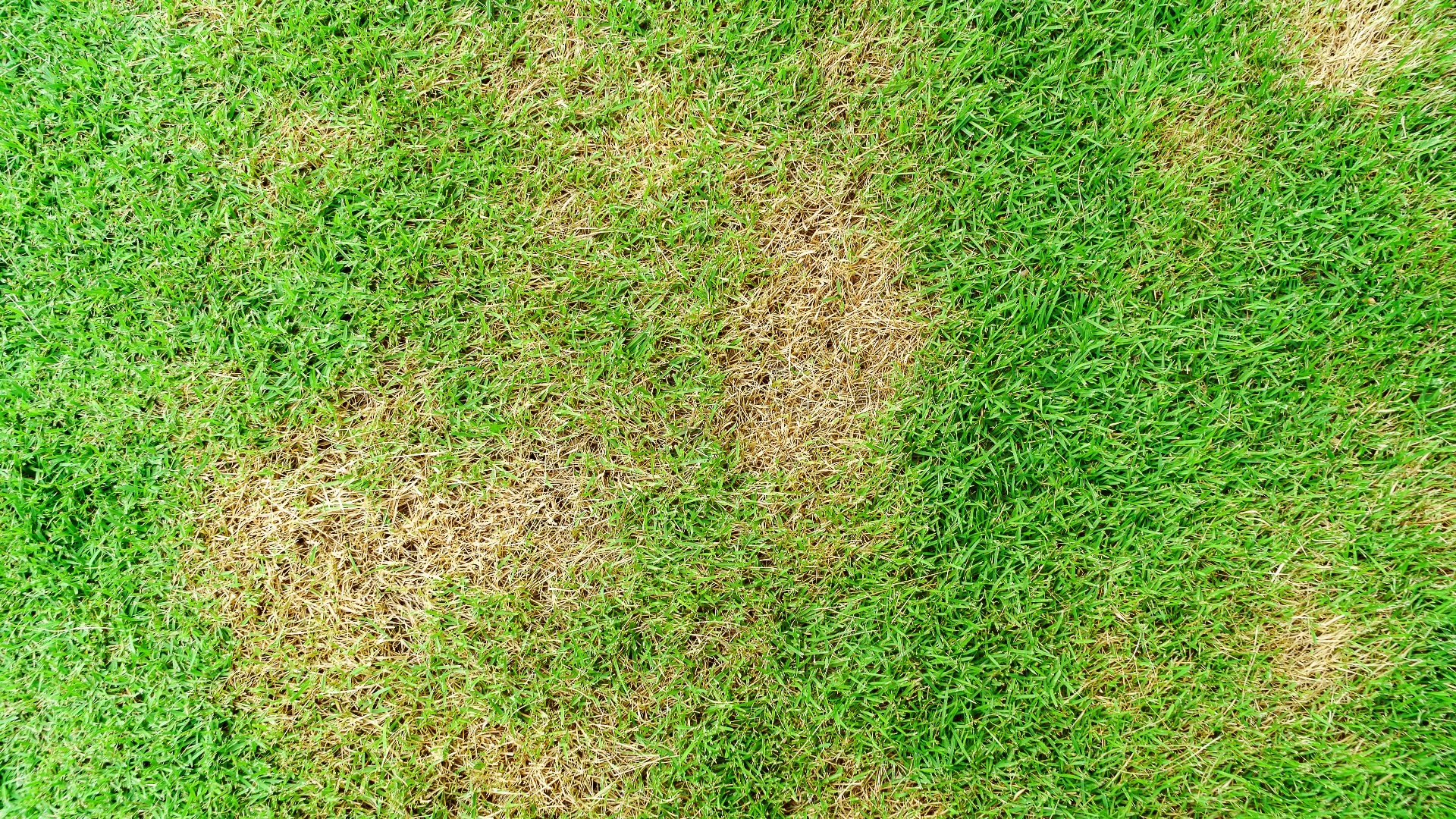 Take These Steps to Mitigate the Risk of Lawn Diseases