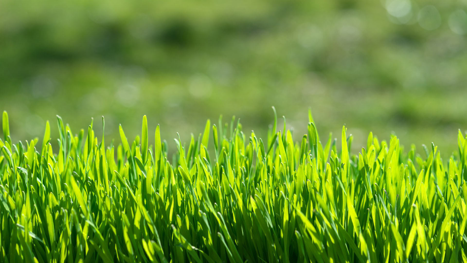 Vibrant grass blades in lawn in Delaware, OH.