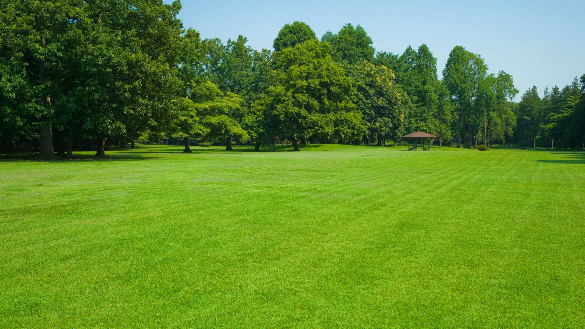 Vibrant green grass after mowing services in Ashland, OH.