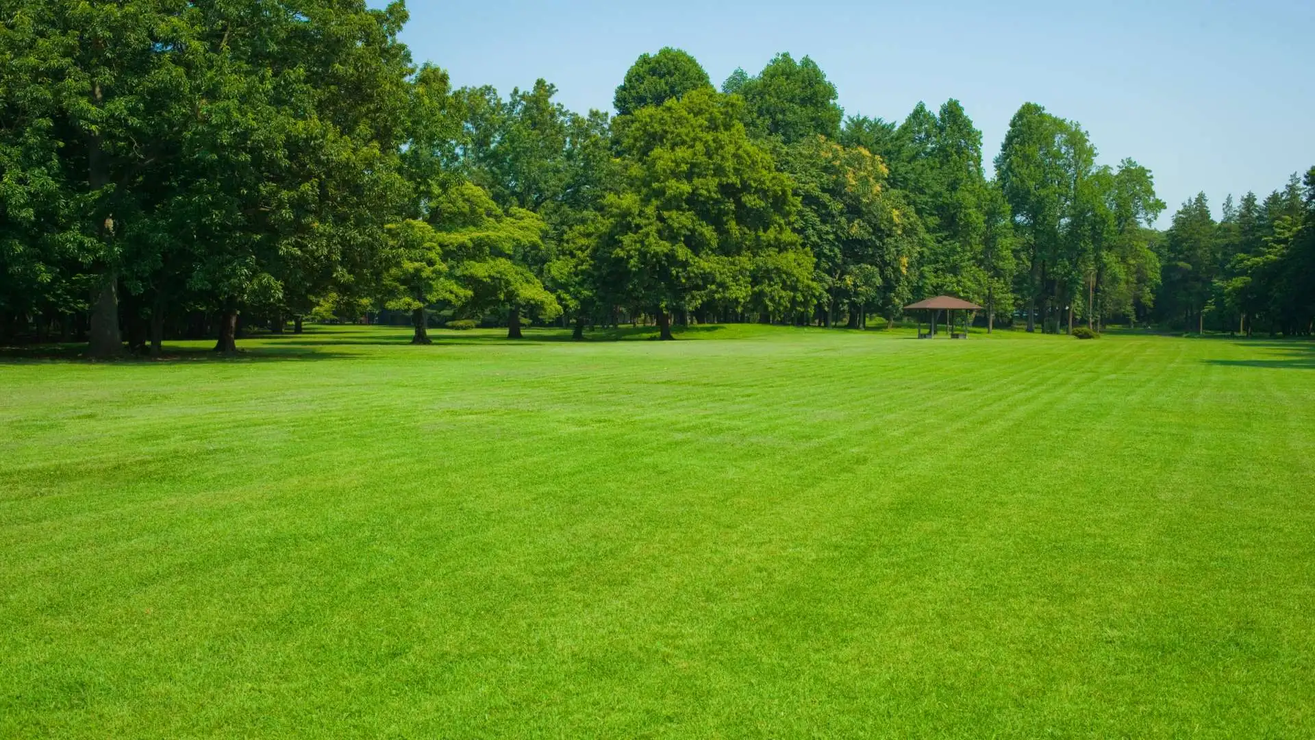 Vibrant green grass after mowing services in Ashland, OH.