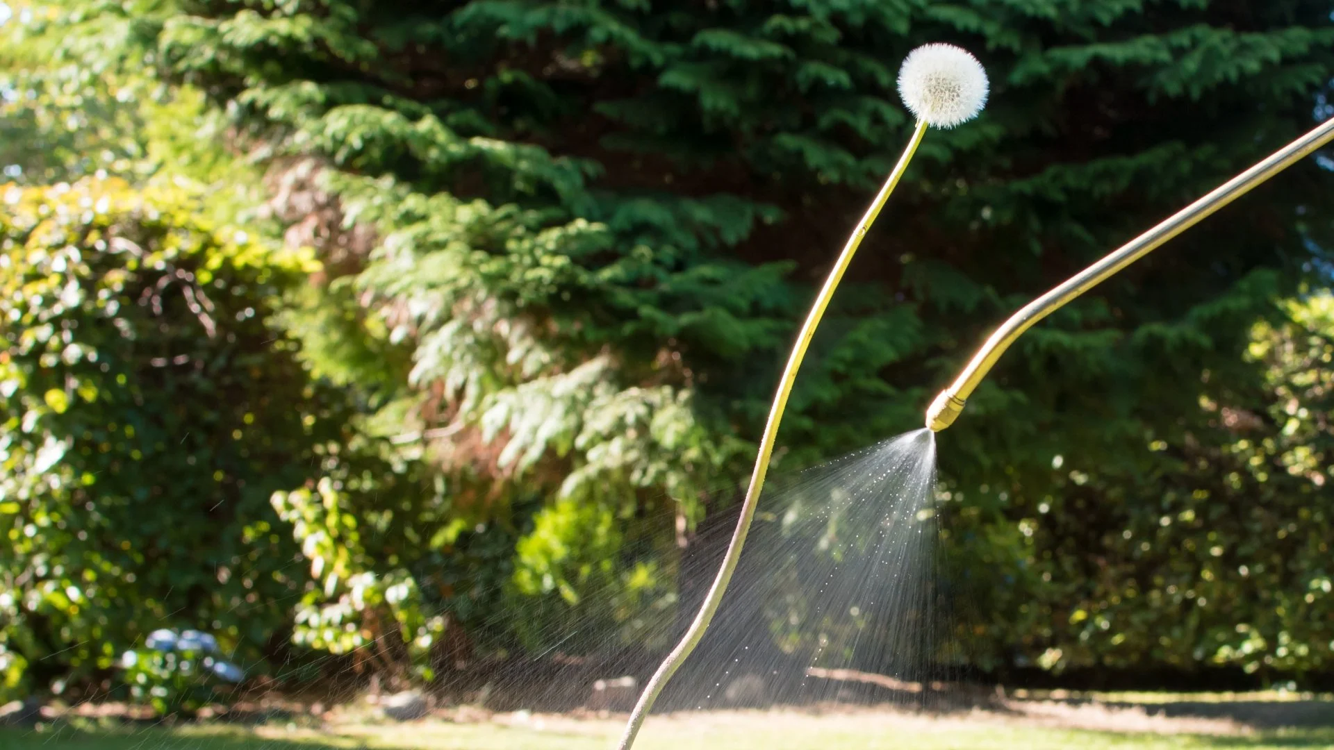 Post-Emergent Weed Control or Hand Pulling: What’s the Better Option?
