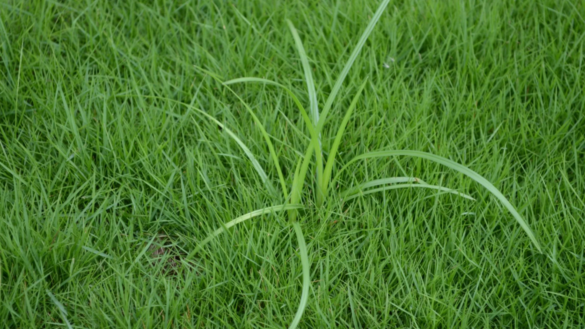 Why Fall Weed Control Is Important for Your Lawn’s Health & Appearance