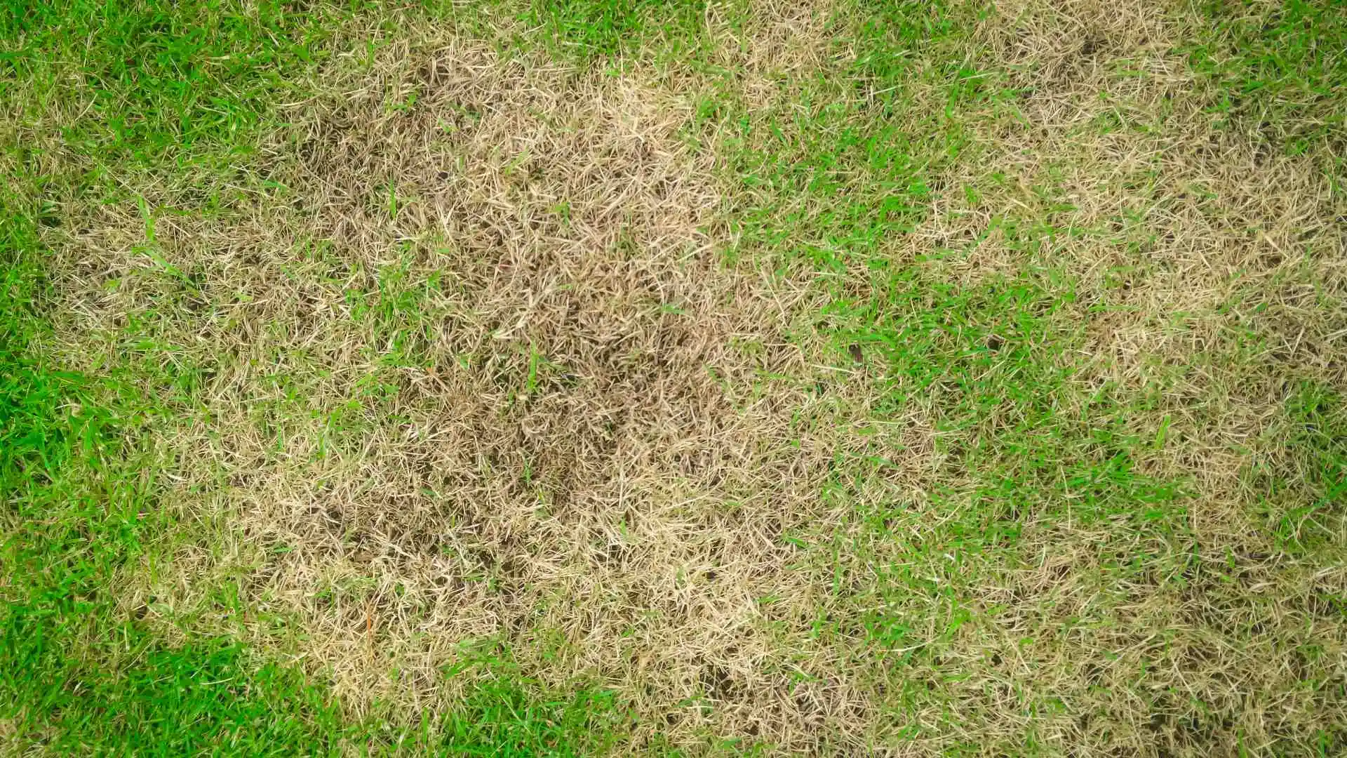 3 Common Lawn Diseases in Ohio to Look Out for This Spring
