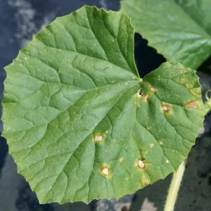What Is Anthracnose? Identifying a Common Tree Disease in Ohio