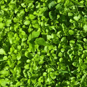 How to Stop Chickweed with Herbicides