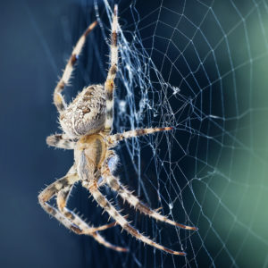 What Eats Spiders? Our Guide To Natural Spider Prevention