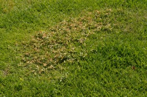 How to Prevent Crabgrass in Spring