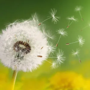 How to Kill Dandelions Using a Simple Household Product