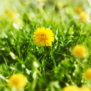 Do-It-Yourself: How to Destroy Dandelions Naturally