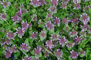 Lawn Weed Library: Ground Ivy