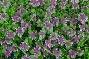 Lawn Weed Library: Ground Ivy