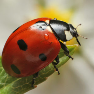 Bad Ladybugs vs. Good: Why the Asian Lady Beetle Is an Unlucky Look Alike