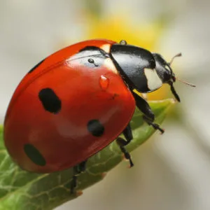 Ladybugs Vs. Asian Lady Beetles