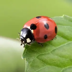 When Ladybugs Aren’t Lucky: Managing Asian Lady Beetle Infestations