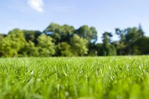 How Low Should You Go? The Best Way to Mow Kentucky Bluegrass