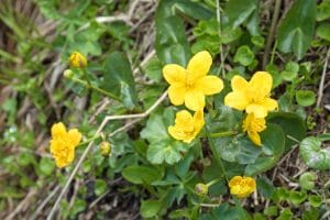 Lawn Weed Library: Marsh Marigold